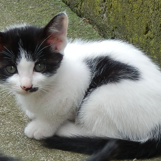 可愛い子猫の里親募集