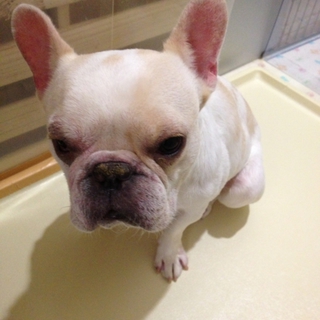 大切に育ててくださる方を探しています