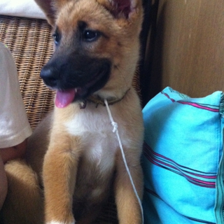 保健所より保護 3ヶ月の仔犬 