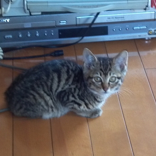 5匹兄弟の元気なキジ猫女の子3か月