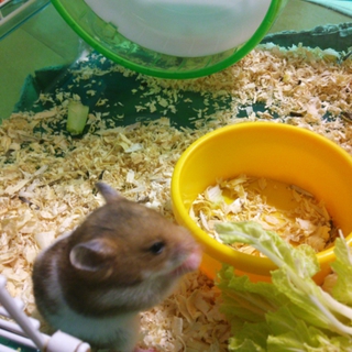 ゴールデンハムスターの里親募集