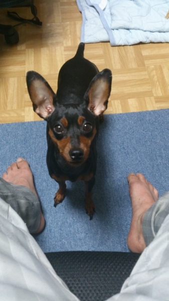 甘えん坊ミニピン女の子2歳 神奈川県 犬の里親募集 ペットのおうち 月間利用者150万人