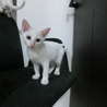 白猫三兄弟です！ サムネイル5