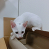 白猫三兄弟です！ サムネイル4