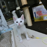 白猫三兄弟です！ サムネイル7