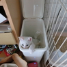 白猫三兄弟です！ サムネイル6