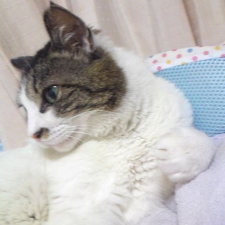 グリーンアイのモコモコにゃん