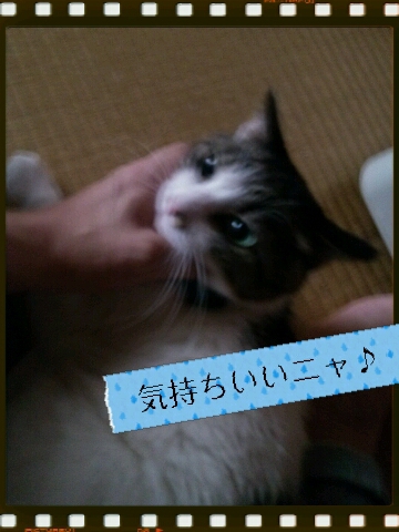 グリーンアイのモコモコにゃん 東京都 猫の里親募集 ペットのおうち 月間利用者150万人