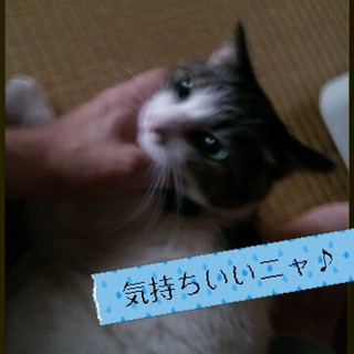 グリーンアイのモコモコにゃん