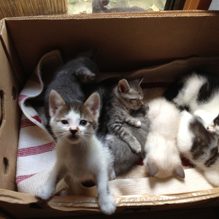 子猫5匹　里親募集