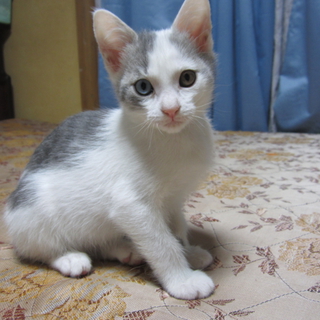 かわいい子猫ちゃんの里親募集中
