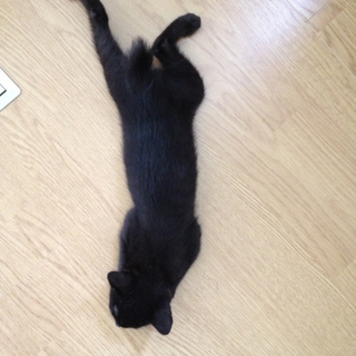 子猫でかぎしっぽ！かわいいくろねこです。