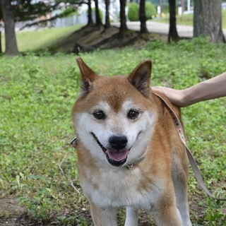 柴犬ラブ君　里親募集
