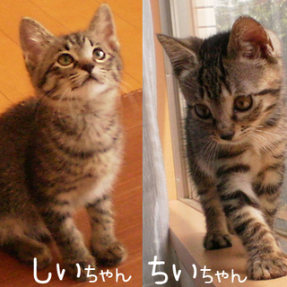 かわいい子猫's キジトラの女の子、生後2.5か月