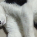 人懐っこい甘えん坊の成猫です