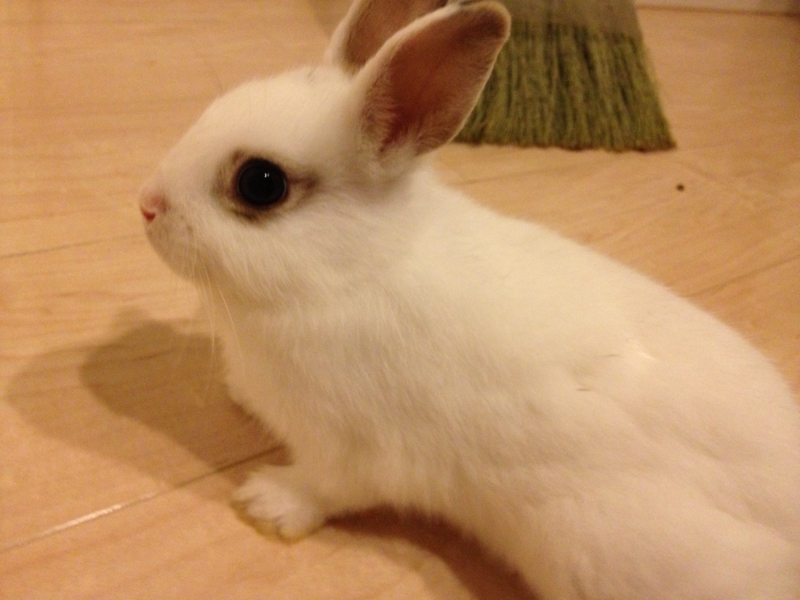 子うさぎ里親募集 サムネイル2