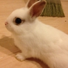 子うさぎ里親募集 サムネイル2