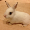 子うさぎ里親募集 サムネイル6