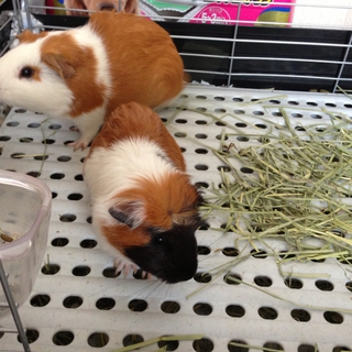 モトモットのペア飼い主さん募集です。
