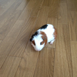 モツモット赤ちゃん