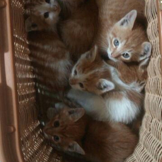 茶白の子猫６匹います。