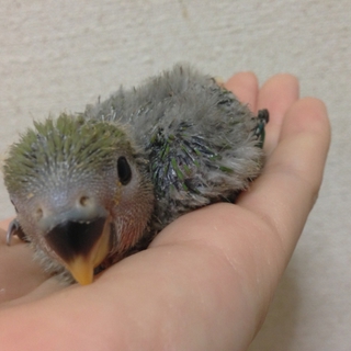 コザクラインコ 雛 里親募集中
