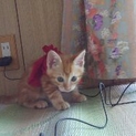 子猫