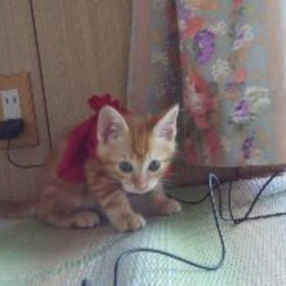 子猫