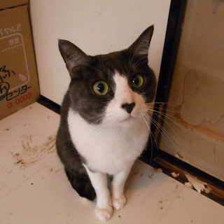 『京都から！グレーのはちわれ成猫さんのおうち募集』