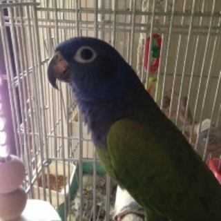 手乗り アケボノインコ