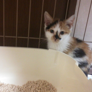 名古屋　放浪子猫　あられの里親さま募集