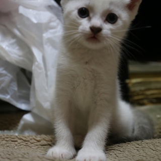 仔猫