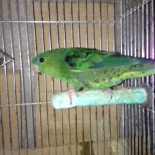 サザナミインコ 