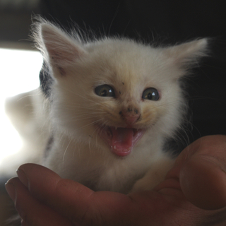 白ねこ兄弟、里親さん募集中！　その②