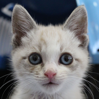人懐っこいシャムmixの仔猫はいかが？