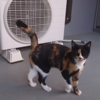 サビの三毛猫(メス)です