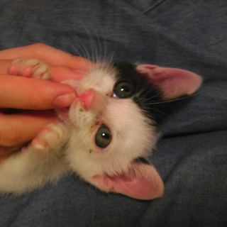 子猫の里親募集中