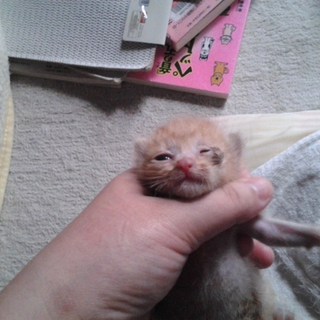 仔猫ちゃん雄猫募集