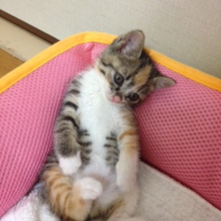 里親募集中です！！