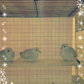 無事、里親さん決まりました☆