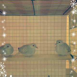 無事、里親さん決まりました☆