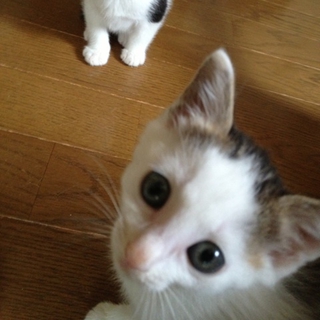 背中にハート模様のあるにゃんこ　仮名：秘書ちゃん！