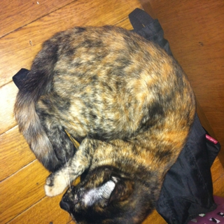 サビ猫の女の子です
