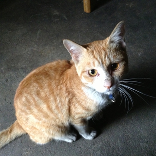 迷い猫君の里親募集