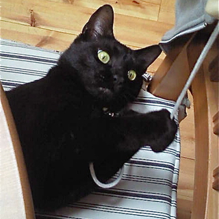 かわいいスリゴロ黒猫♂２歳