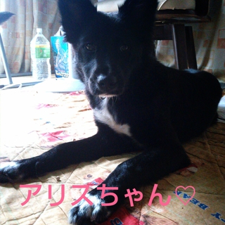 保健所から保護しました１歳美人さん