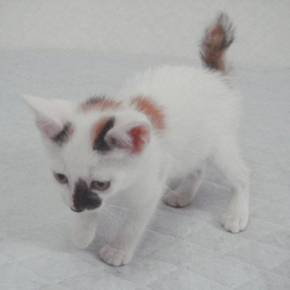 おとぼけ顔の白三毛