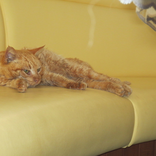 奇跡の生還のジェイミーにセカンドチャンスを...