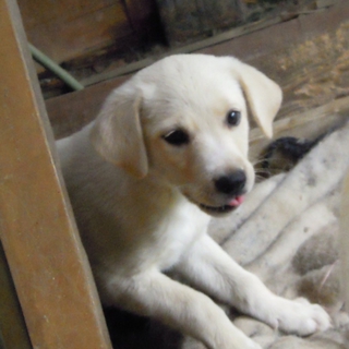 ♡子犬・メス・２ヶ月♡