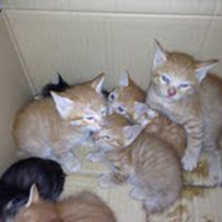 家の前に７匹のかわいい子猫ちゃんが！里親探してます